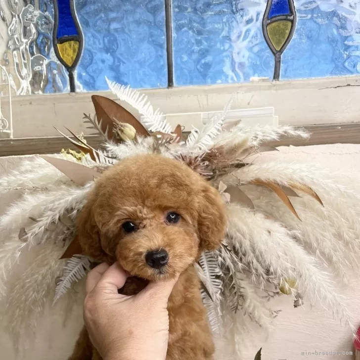 ID：2409-02771の子犬