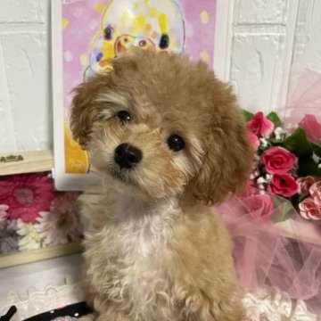 トイプードル(タイニー)【福岡県・女の子・2023年2月2日・アプリコット】の写真「赤ちゃん顔の癒し系❤️とっても可愛いプリンセス」