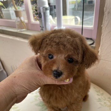 トイプードル(タイニー)【福岡県・男の子・2024年2月22日・レッド】の写真「とてっも目鼻立ち黄金比率の正三角形❤️色素も濃い」