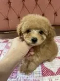 タイニープードル【福岡県・男の子・2021年4月30日・レッド】の写真1「お目々クリクリで可愛らしいお顔😊つぶらですたがお目々クリクリになりました❤️」