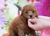 タイニープードル【福岡県・男の子・2020年2月18日・レッド】の写真1「遺伝子検査両親クリアなので3項目の遺伝病は発症しません。」
