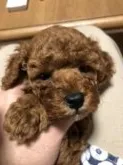 タイニープードル【福岡県・女の子・2019年9月16日・レッド】の写真3「クルクル巻き毛になってきました😍」