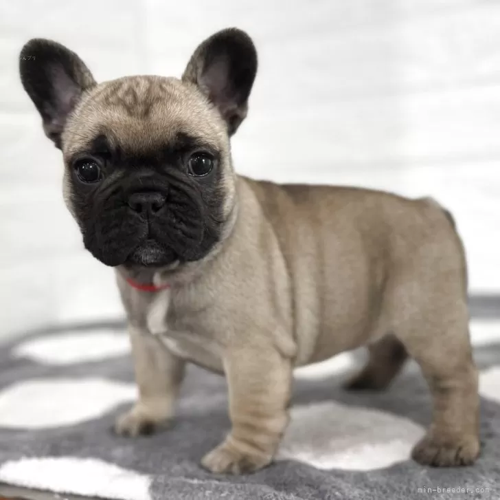 ID：2504-02501の子犬