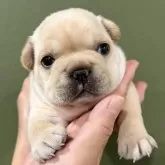 フレンチブルドッグ