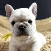 フレンチブルドッグ