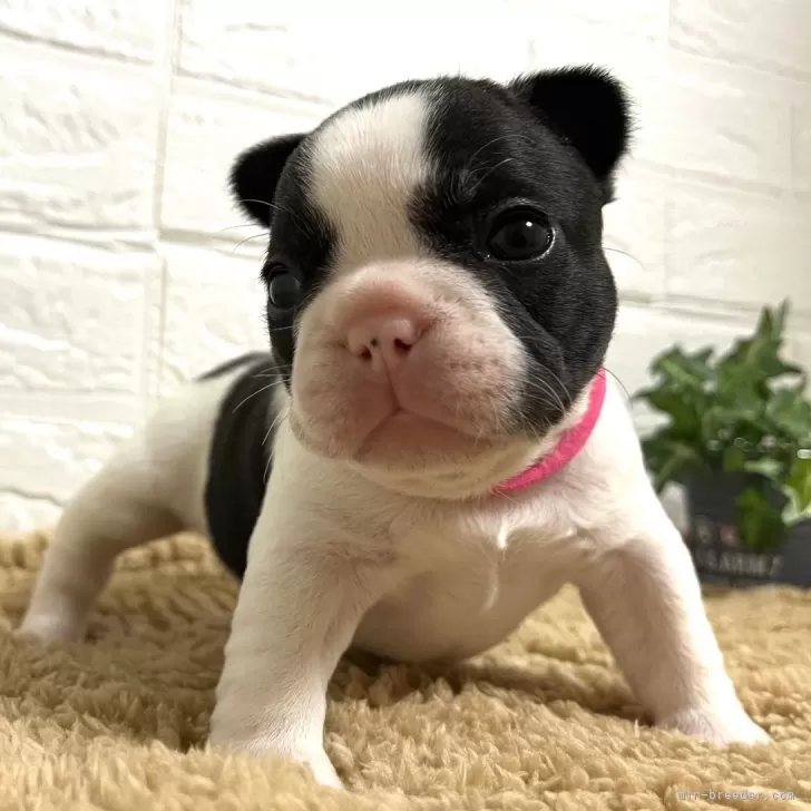 ID:2411-00598の子犬