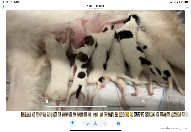 河野和昭ブリーダーのブログ：ボルゾイ　5/24日生まれ　男の子6匹。女の子２匹です。