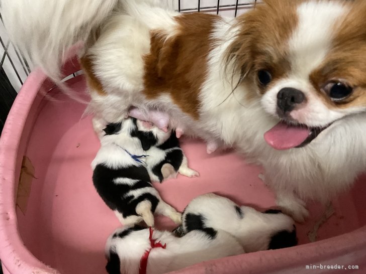 河野和昭ブリーダーのブログ：男の子3、女の子1匹