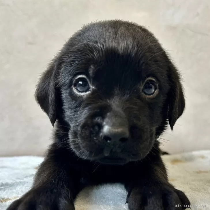 ID：2501-02529の子犬