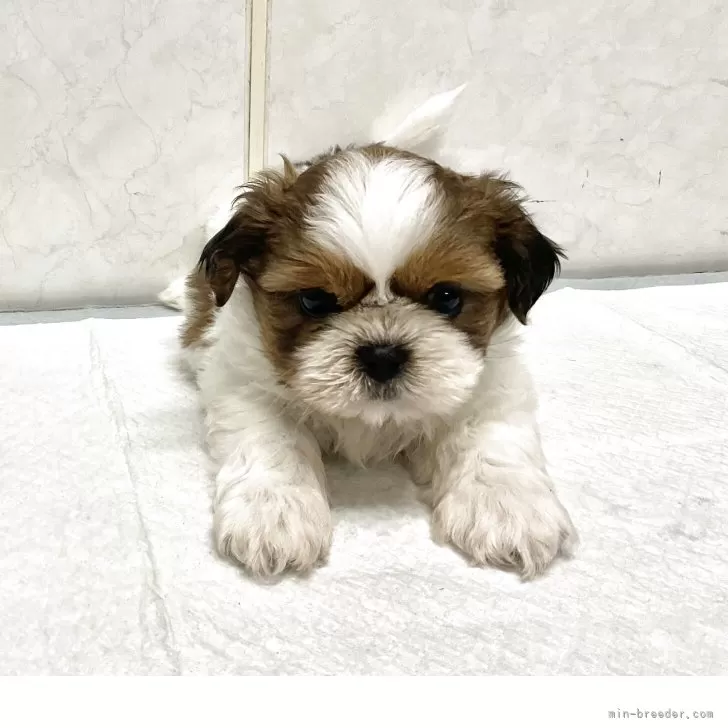 シーズー【愛知県・男の子・2025年9月19日・ゴールドホワイト】の写真1