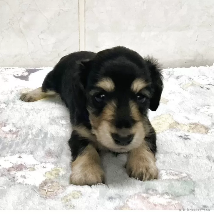 ID：2512-04476の子犬