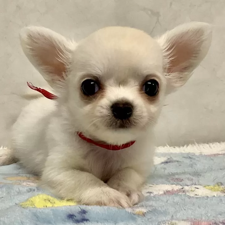 ID:2412-01849の子犬