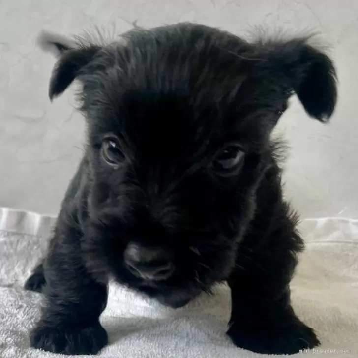 ID:2412-07230の子犬