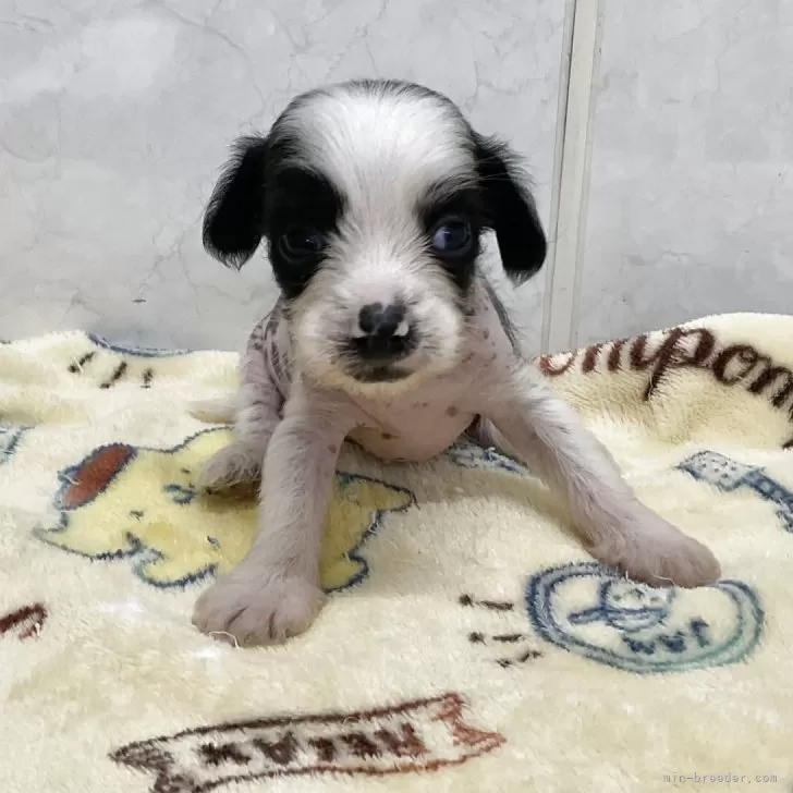 ID：2506-02152の子犬