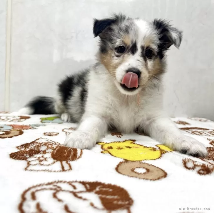 ID:2506-08011の子犬