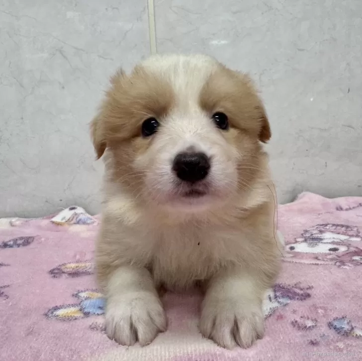 ID:2412-06315の子犬