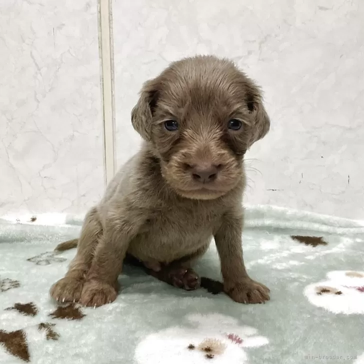 ワイマラナー【愛知県・男の子・2025年10月10日・グレー】の写真1