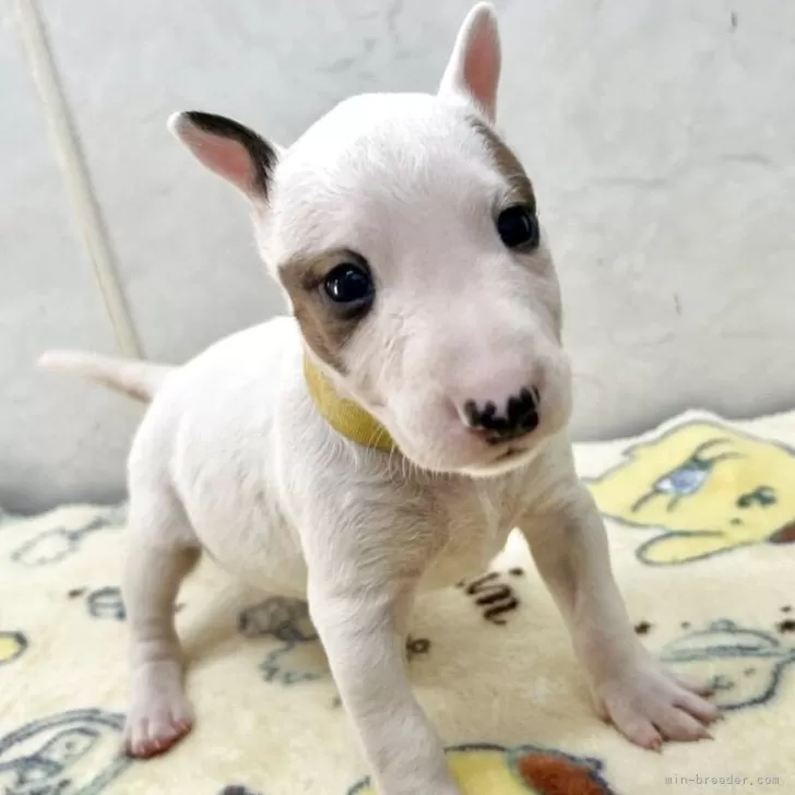 ID：2510-08085の子犬