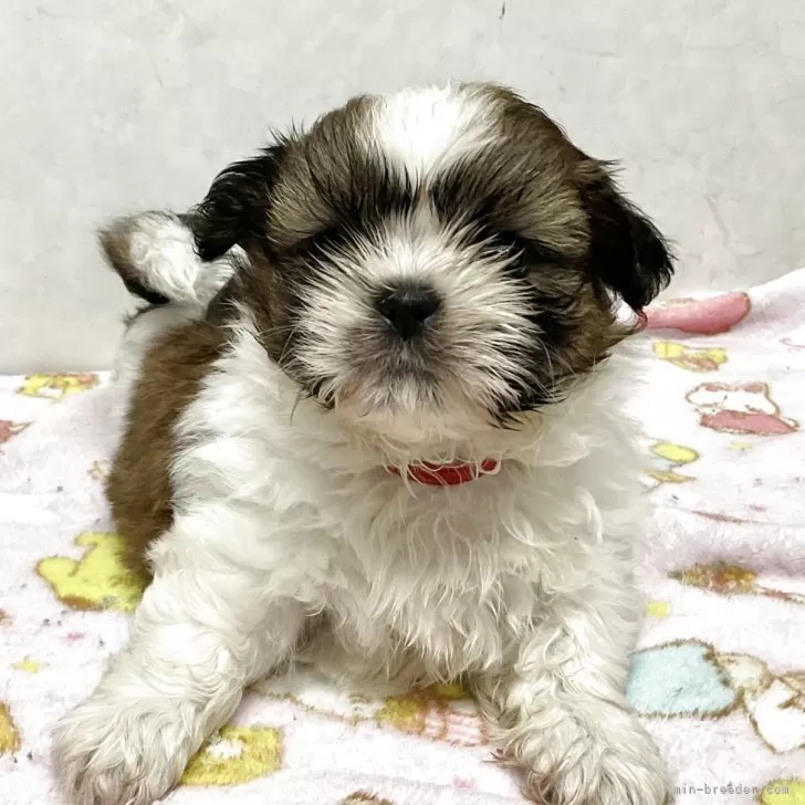 シーズー【愛知県・男の子・2025年10月8日・ゴールドホワイト】の写真1