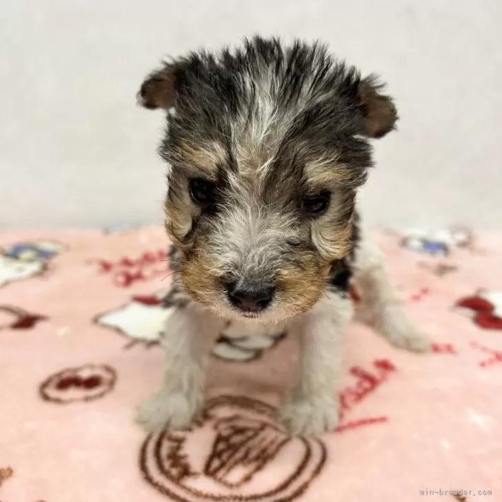ID：2411-05690の子犬