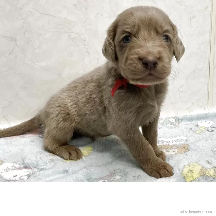 ID：2504-06907の子犬