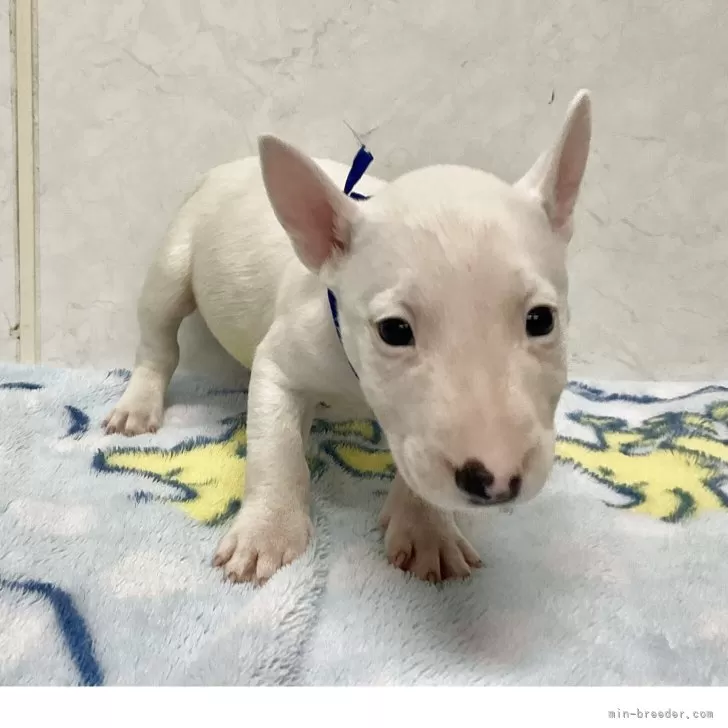 ミニチュアブルテリア【愛知県・男の子・2025年9月25日・ホワイト】の写真1