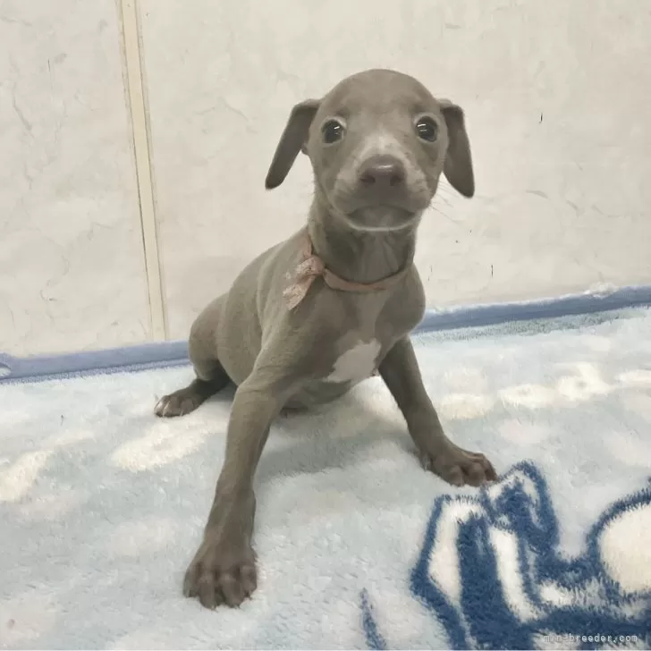 ID：2508-02366の子犬