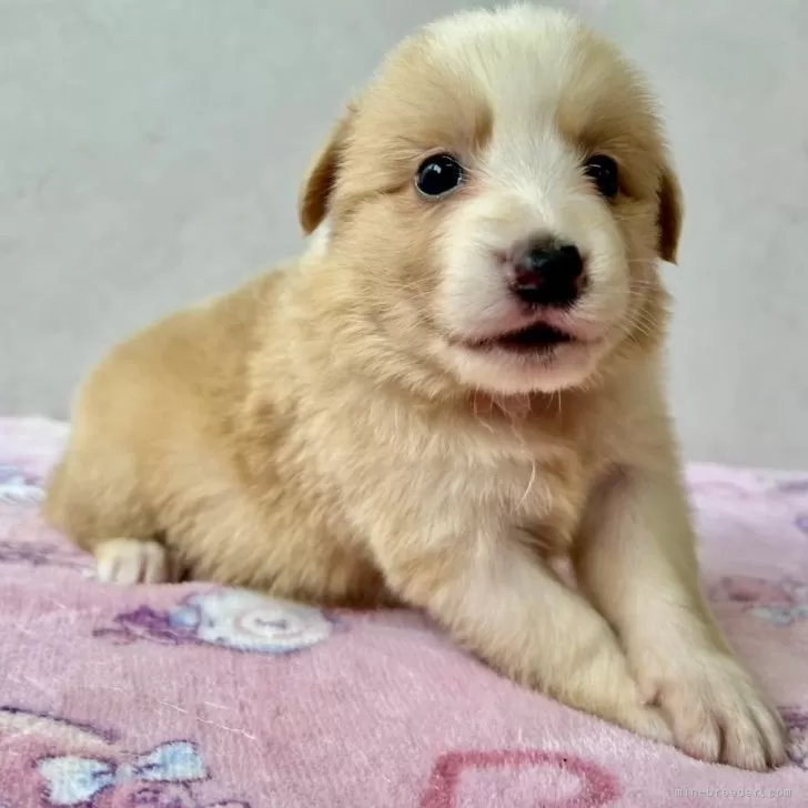 ID:2412-06319の子犬