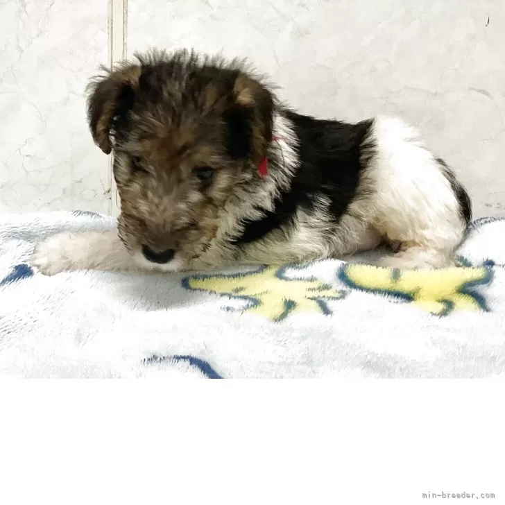 A.T 様のお迎えした子犬