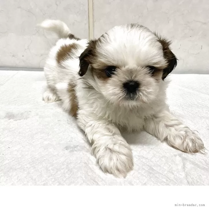 S.H 様のお迎えした子犬