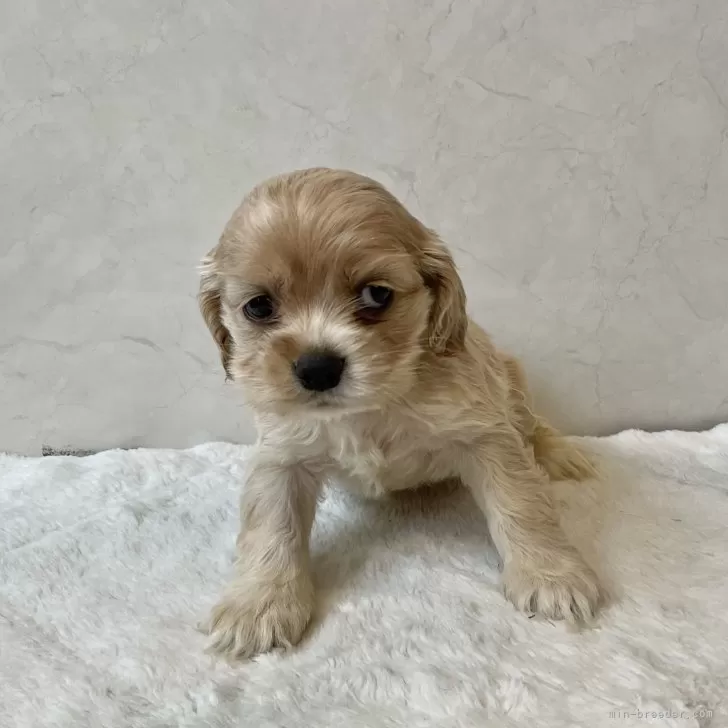 ID：2503-00121の子犬