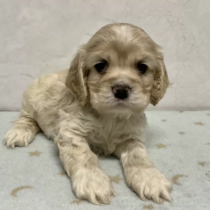 ID：2502-04335の子犬