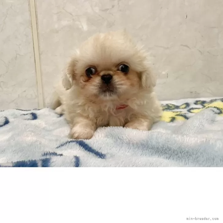 ID：2508-04347の子犬