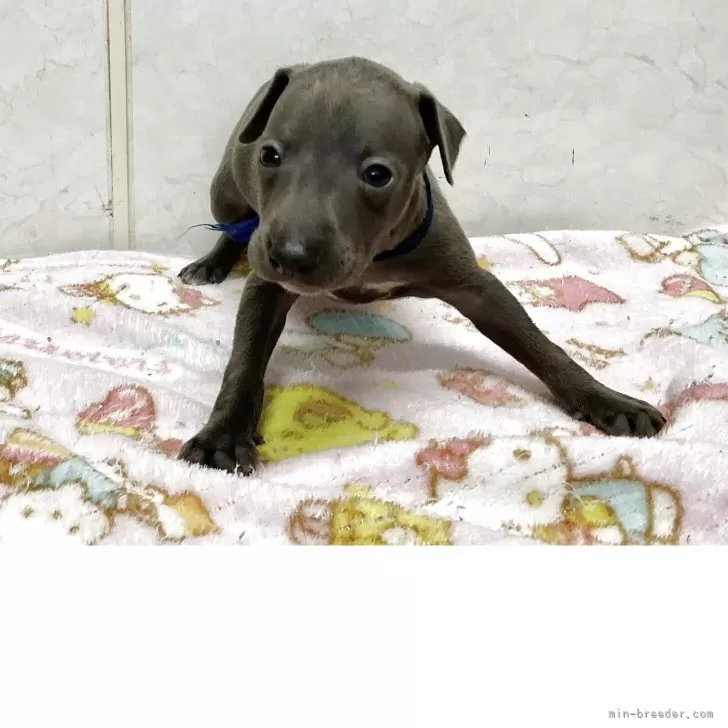 イタリアングレーハウンド【愛知県・男の子・2025年10月15日・ブルー】の写真1