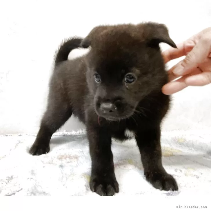 ID：2505-00518の子犬