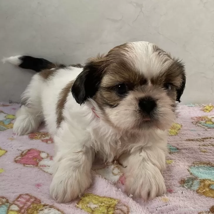 ID：2502-01481の子犬