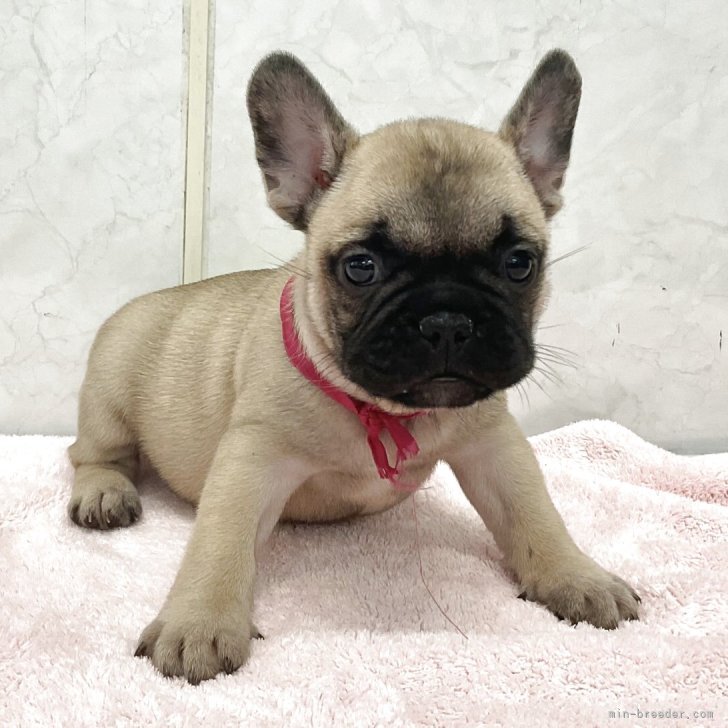 ブリーダー画像