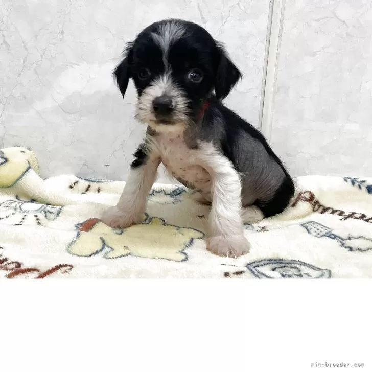 ID：2506-02146の子犬