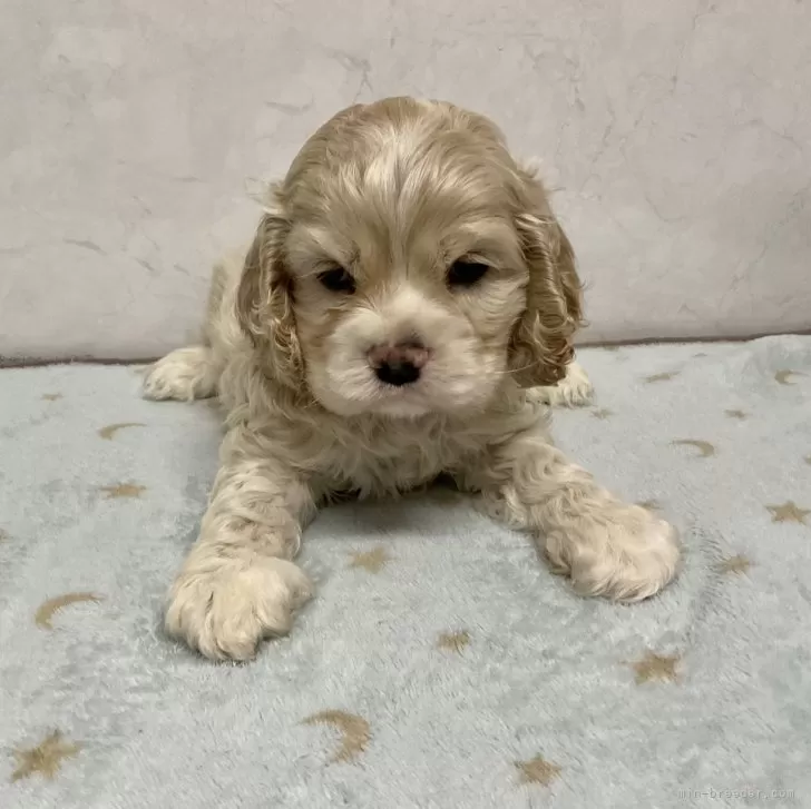 ID：2502-04333の子犬