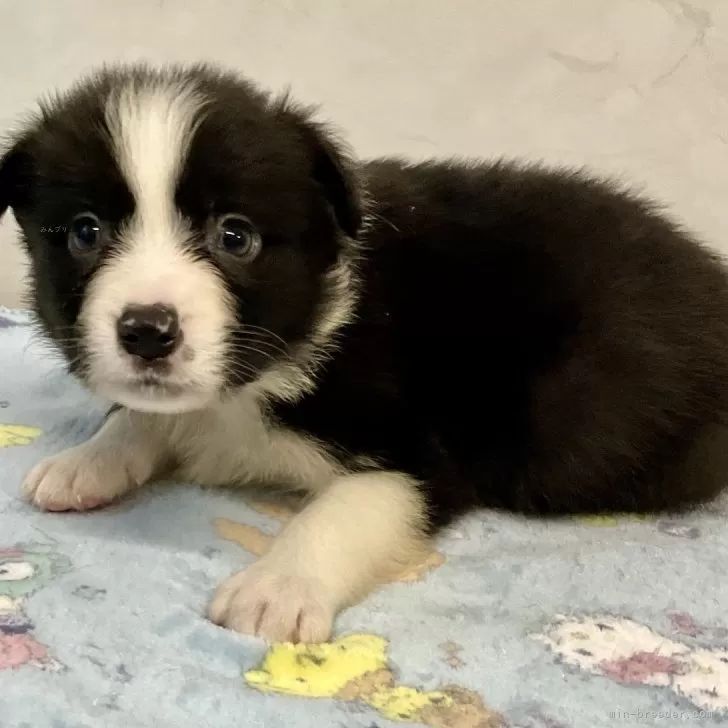 ID：2412-05179の子犬