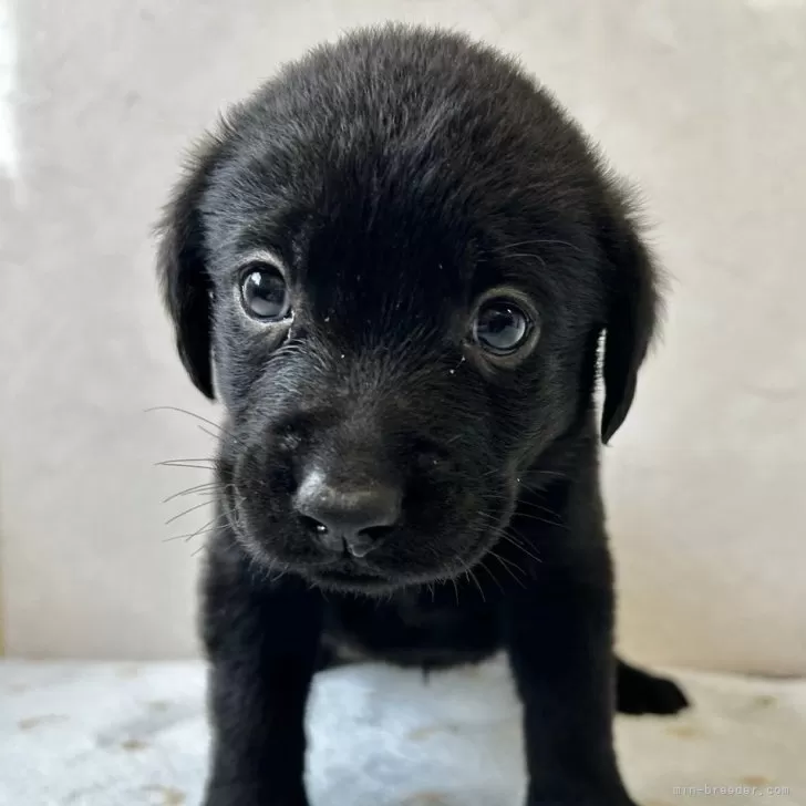 ID：2501-02525の子犬