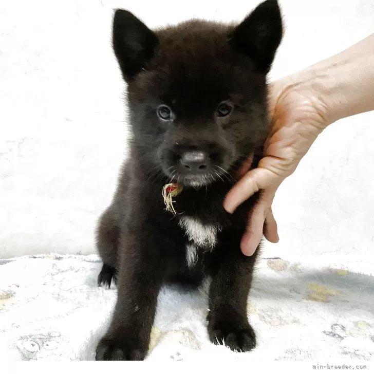 ID：2505-00520の子犬
