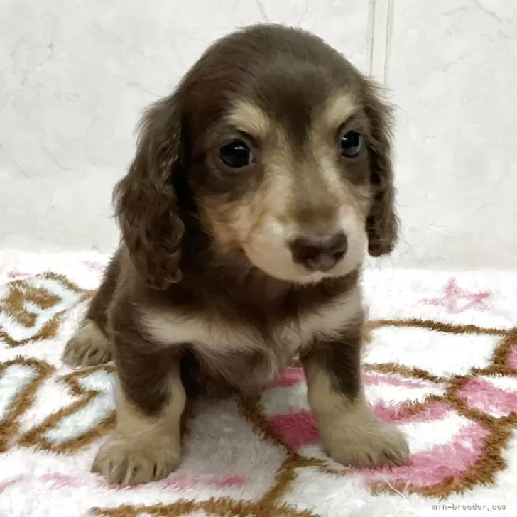 ID：2503-06009の子犬