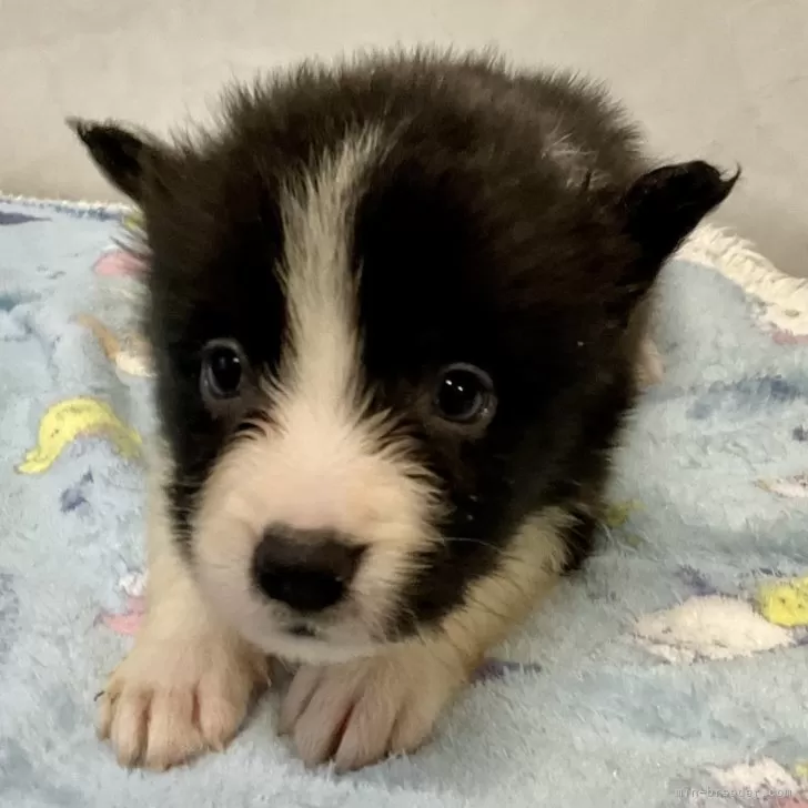 ID：2412-05177の子犬