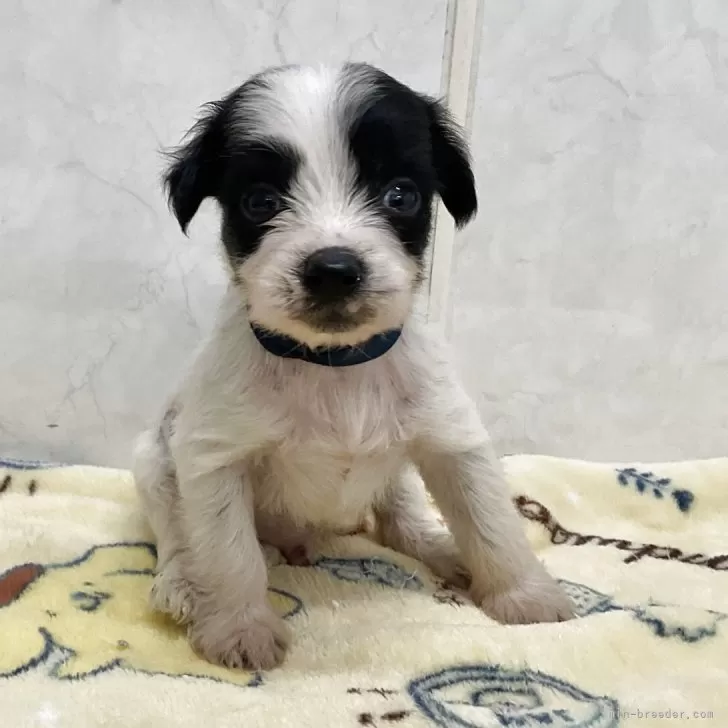 ぷうわんこ 様のお迎えした子犬