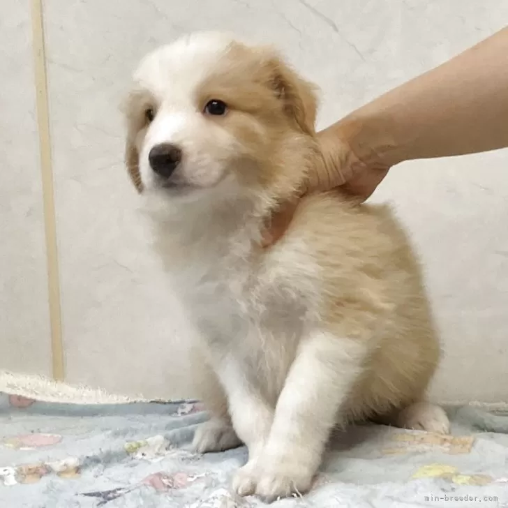 ID：2505-01985の子犬