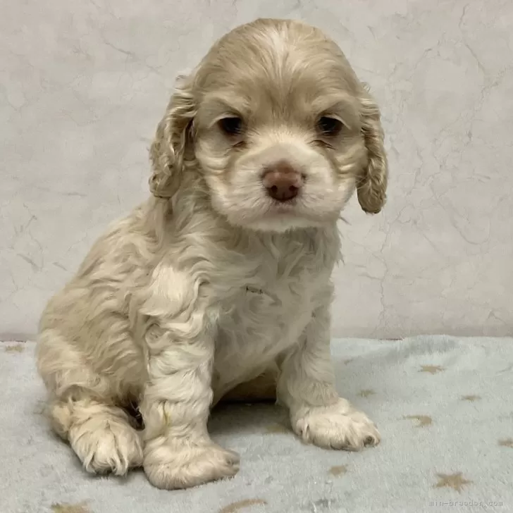 ID：2502-04336の子犬