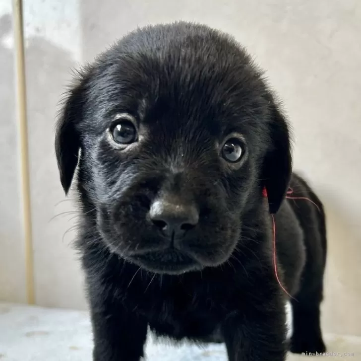 ID：2501-02519の子犬