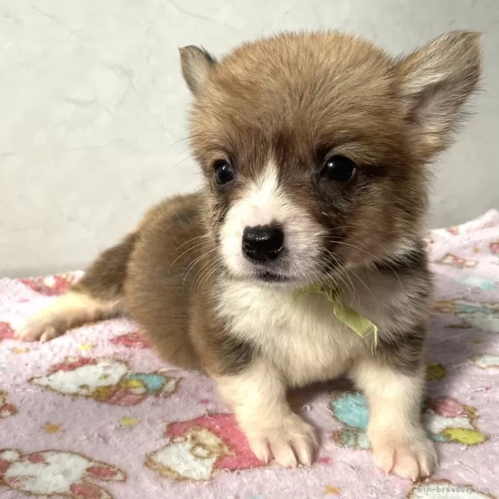 ID：2502-01212の子犬