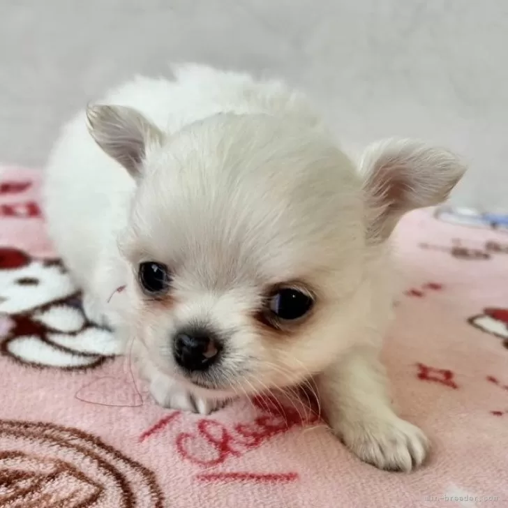 ID:2501-06191の子犬